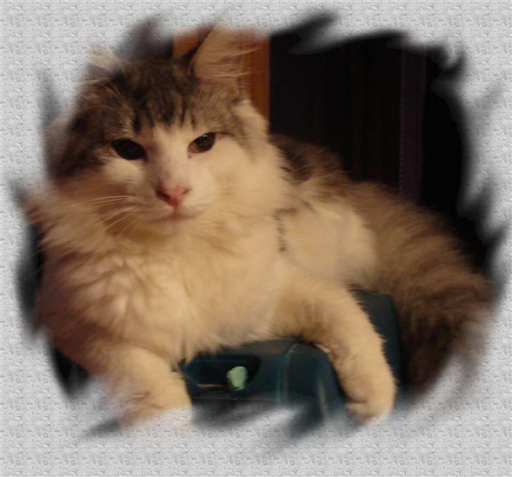 Norsk Skovkat Cormats ronaldinho billede 13