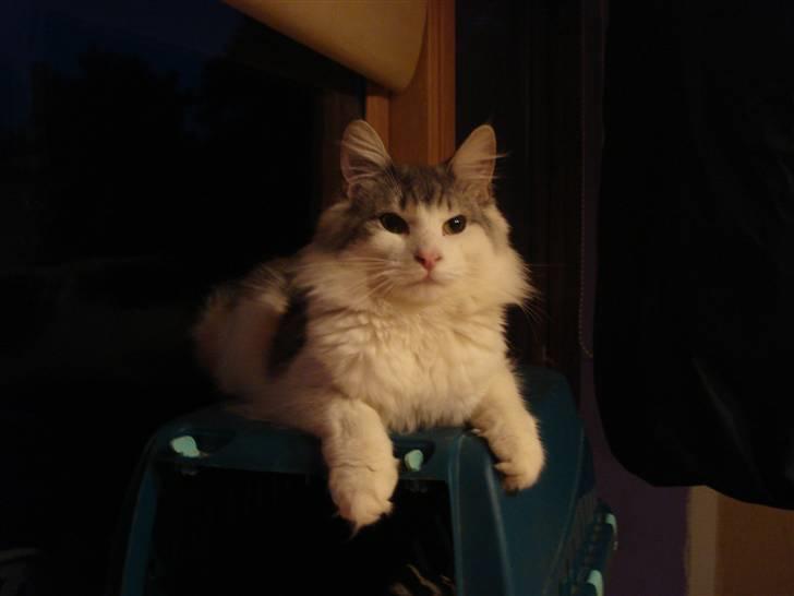 Norsk Skovkat Cormats ronaldinho billede 14