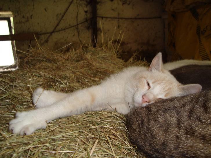 Blanding af racer Mirakolix billede 12