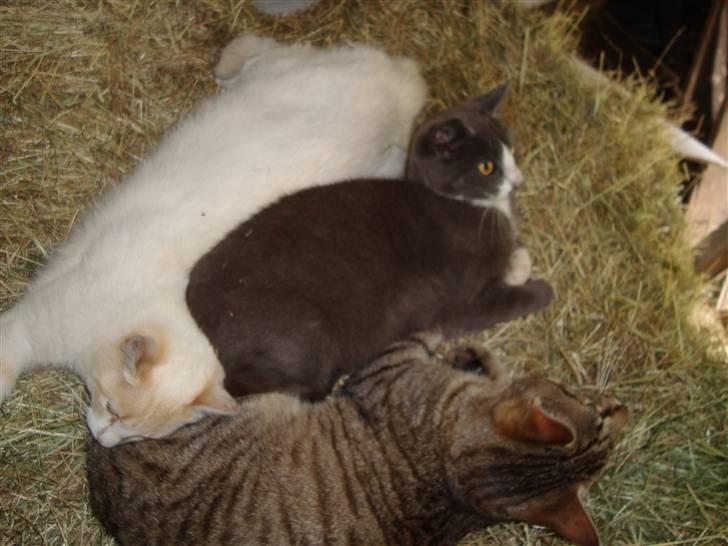 Blanding af racer Mirakolix billede 13