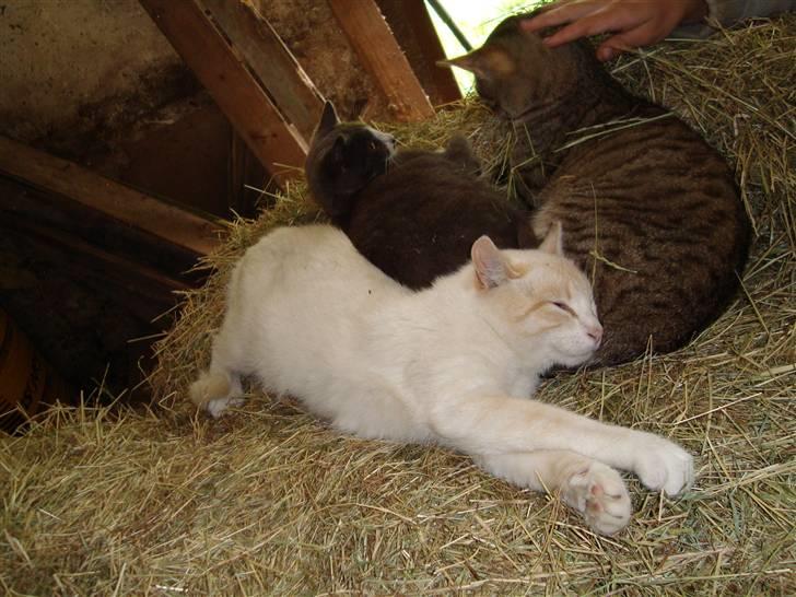 Blanding af racer Mirakolix billede 14