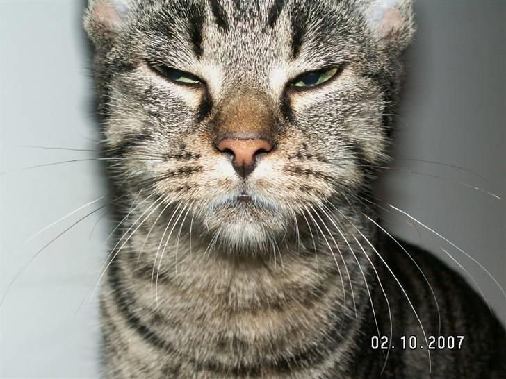 Huskat fenja - godmorgen ;O) billede 1