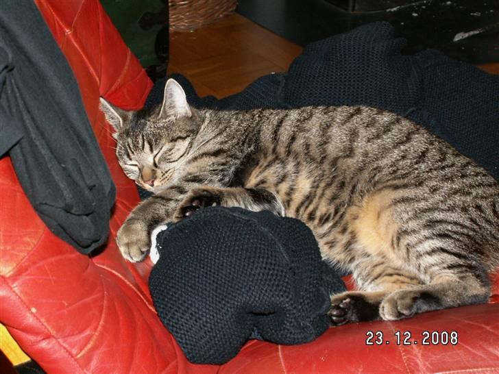 Huskat fenja - bare 5 minuter mere mor! billede 2