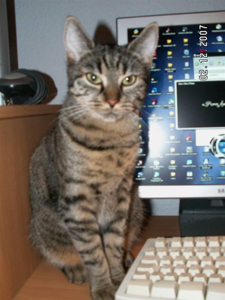 Huskat fenja - edb har jeg bare helt styr på man trykker bare på denne knap så slukker den ! billede 3