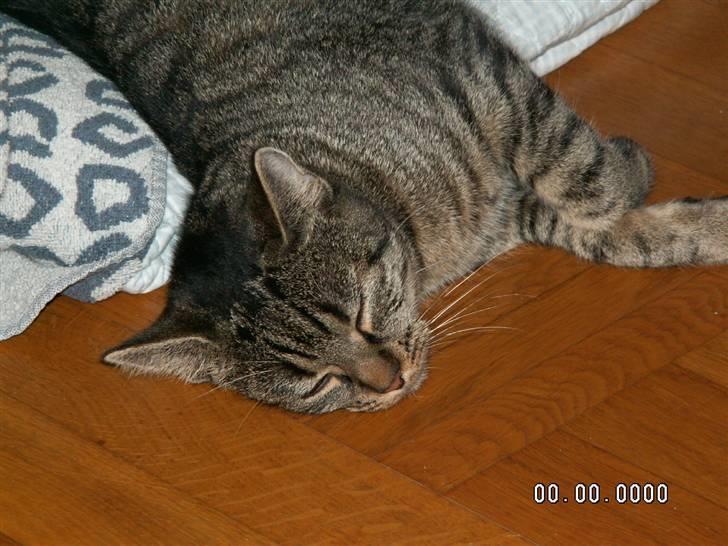 Huskat fenja - sove trunne! billede 4