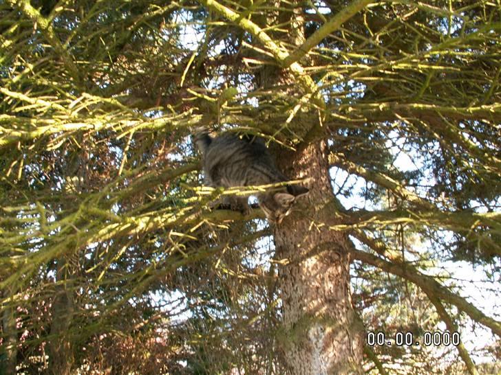 Huskat fenja - ned ned hvordan kommer jeg ned ........ billede 5