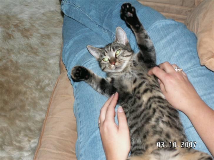 Huskat fenja - ahhhh bare lidt til højer... billede 6