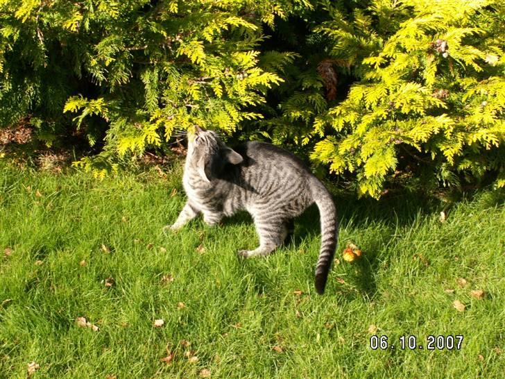 Huskat fenja - ahhh her dufter godt... billede 8