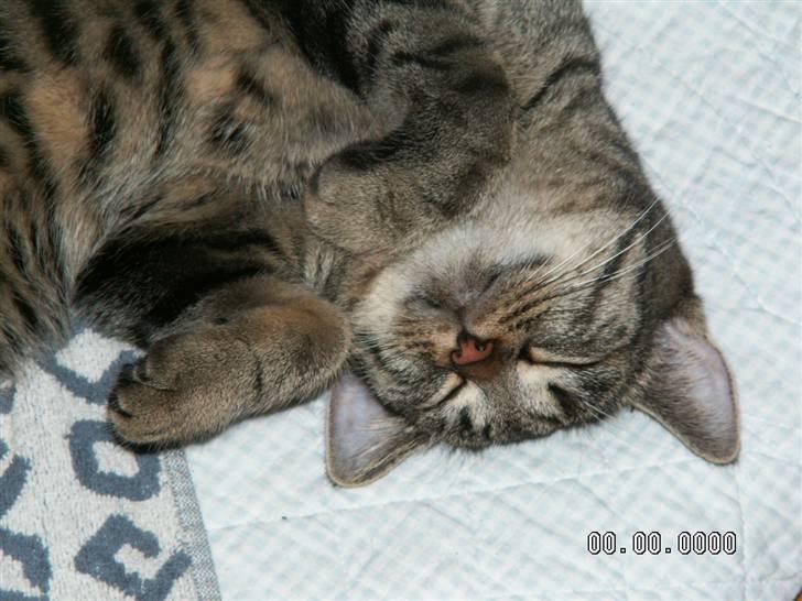 Huskat fenja - er jeg ikke lækker sød og dejlig? billede 9