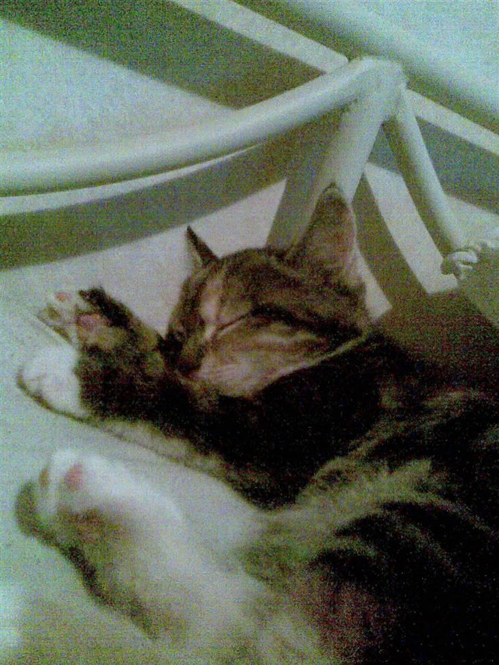 Huskat malou<3 (forsvundet) - zzzzzzz´ her sover hun anden dag hun er her billede 2