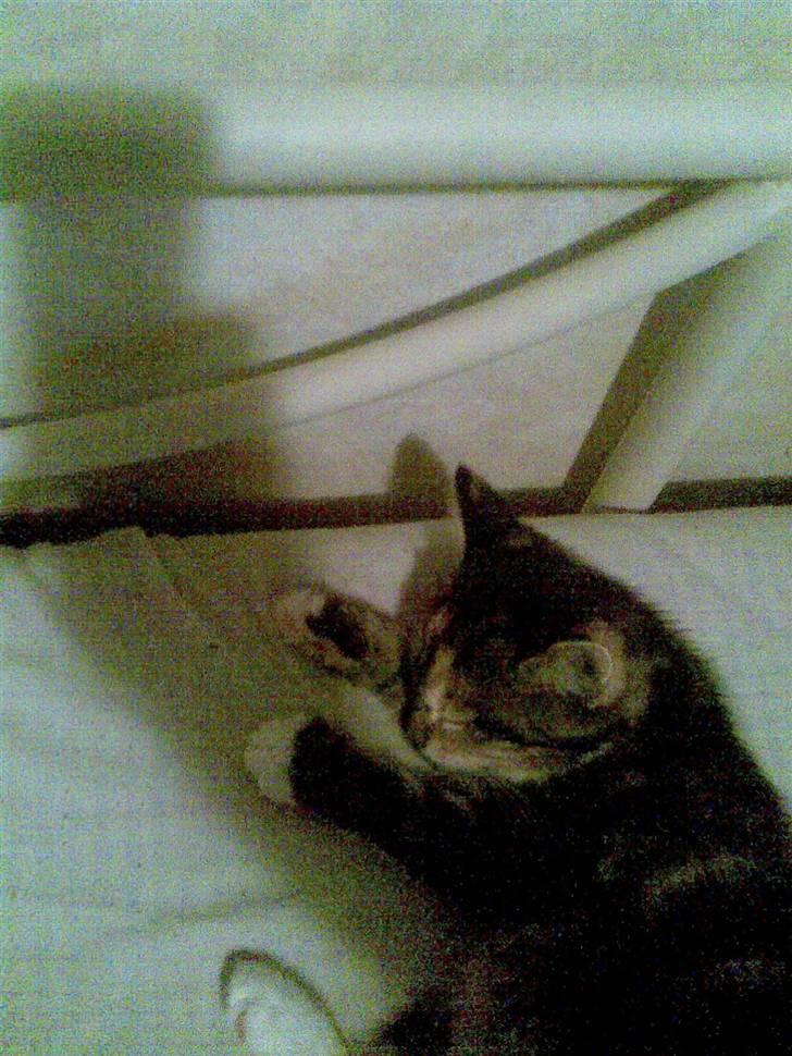 Huskat malou<3 (forsvundet) - zzzzzzz´ her sover hun anden dag hun er her billede 3