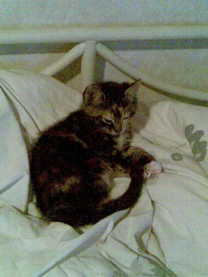 Huskat malou<3 (forsvundet) - her er hun lige vånget billede 4