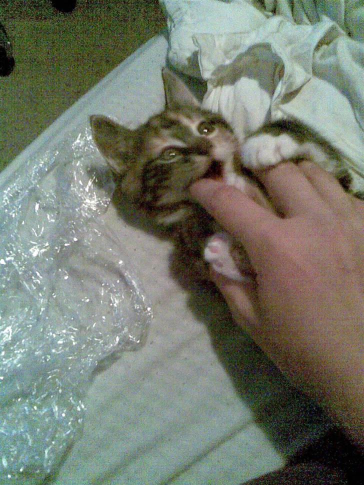 Huskat malou<3 (forsvundet) - her leger hun med min hånd. hun bider i mine finger billede 5