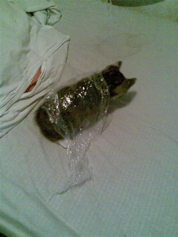 Huskat malou<3 (forsvundet) - hun leger med plastik. billede 6