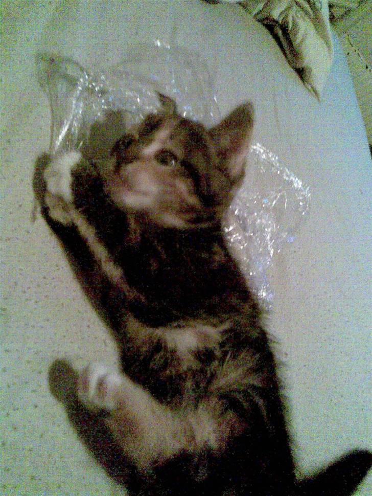 Huskat malou<3 (forsvundet) - igen leger hun med plastik billede 7