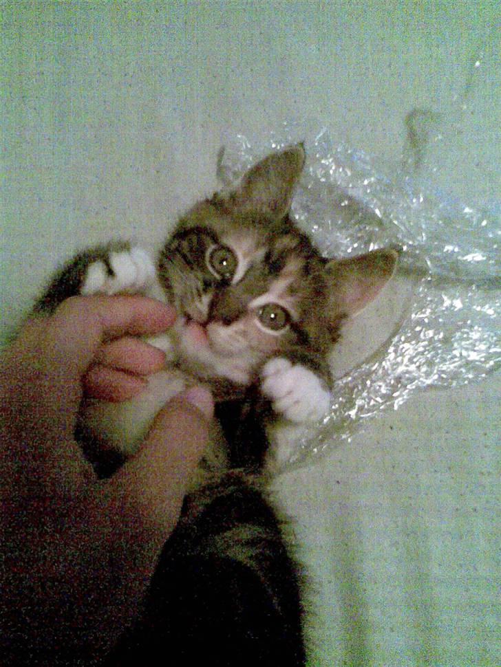 Huskat malou<3 (forsvundet) - her leger hun med min hånd. hun bider i mine finger billede 8