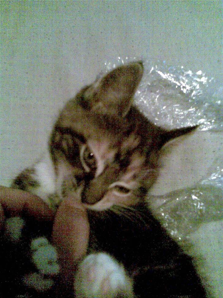 Huskat malou<3 (forsvundet) - igen igen leger hun med plastik billede 9