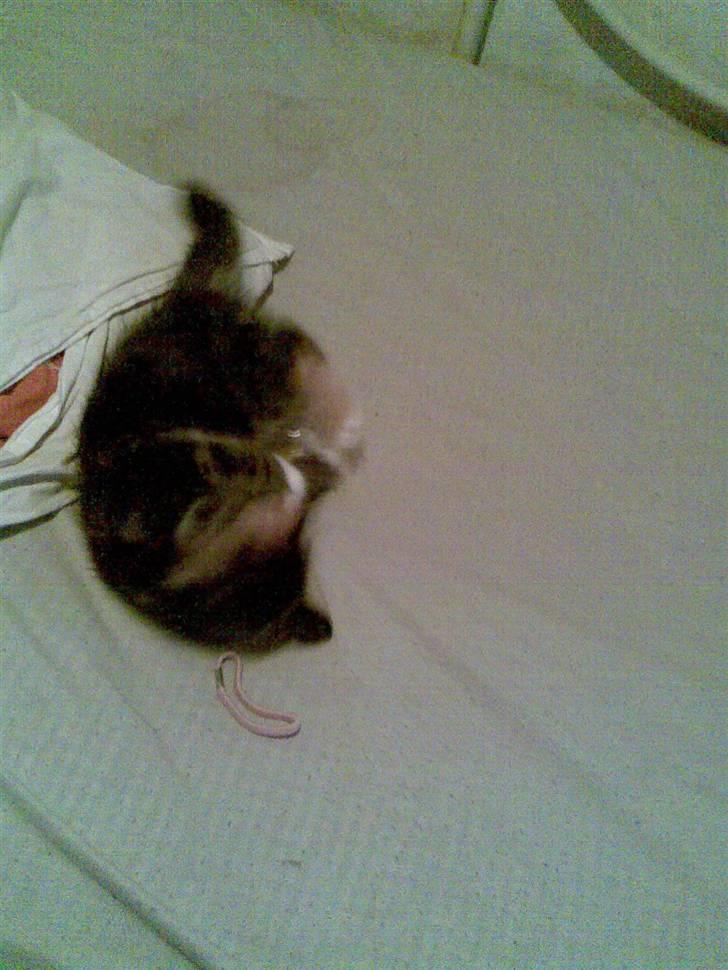 Huskat malou<3 (forsvundet) - her leger hun med en boldt billede 10