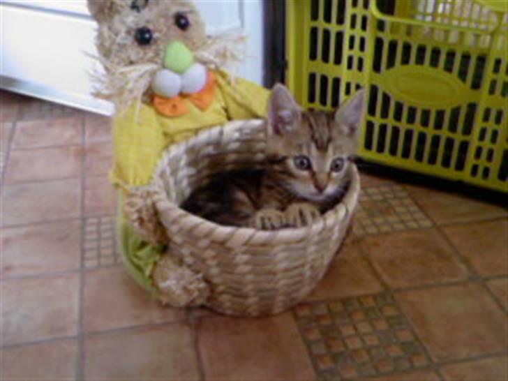 Huskat Kissa billede 8