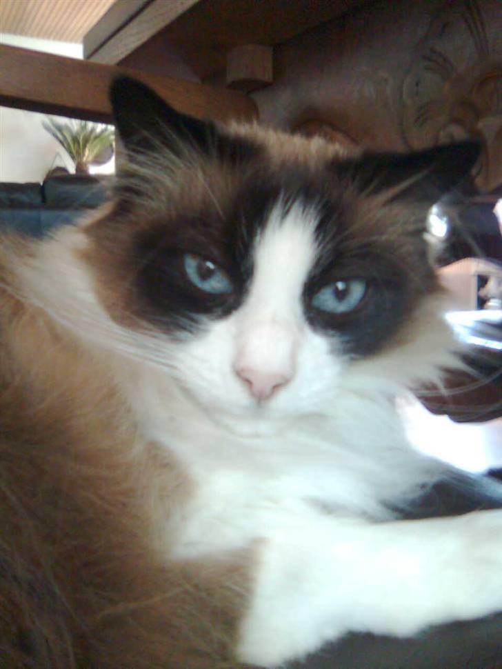 Blanding af racer Kira*VÆK* :'( billede 1