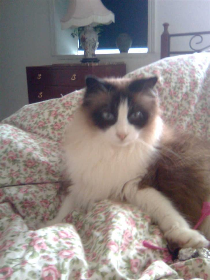 Blanding af racer Kira*VÆK* :'( billede 2