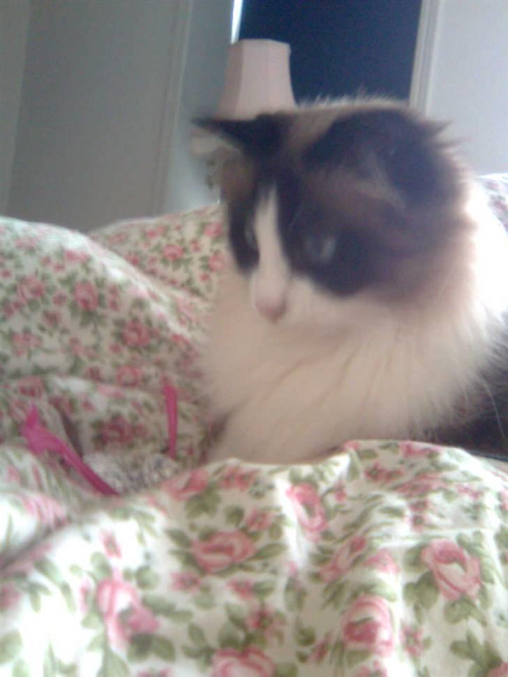 Blanding af racer Kira*VÆK* :'( billede 3