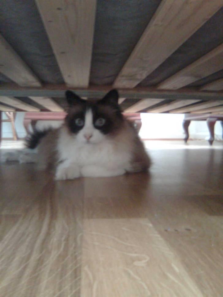 Blanding af racer Kira*VÆK* :'( billede 4