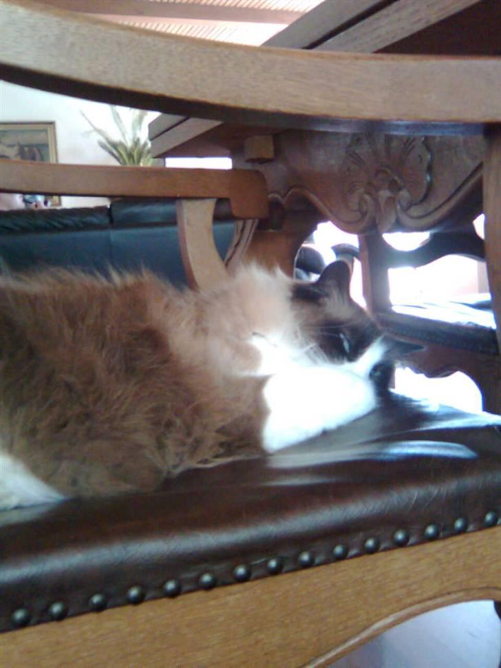 Blanding af racer Kira*VÆK* :'( billede 5