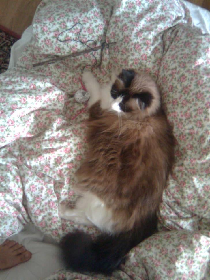 Blanding af racer Kira*VÆK* :'( billede 6