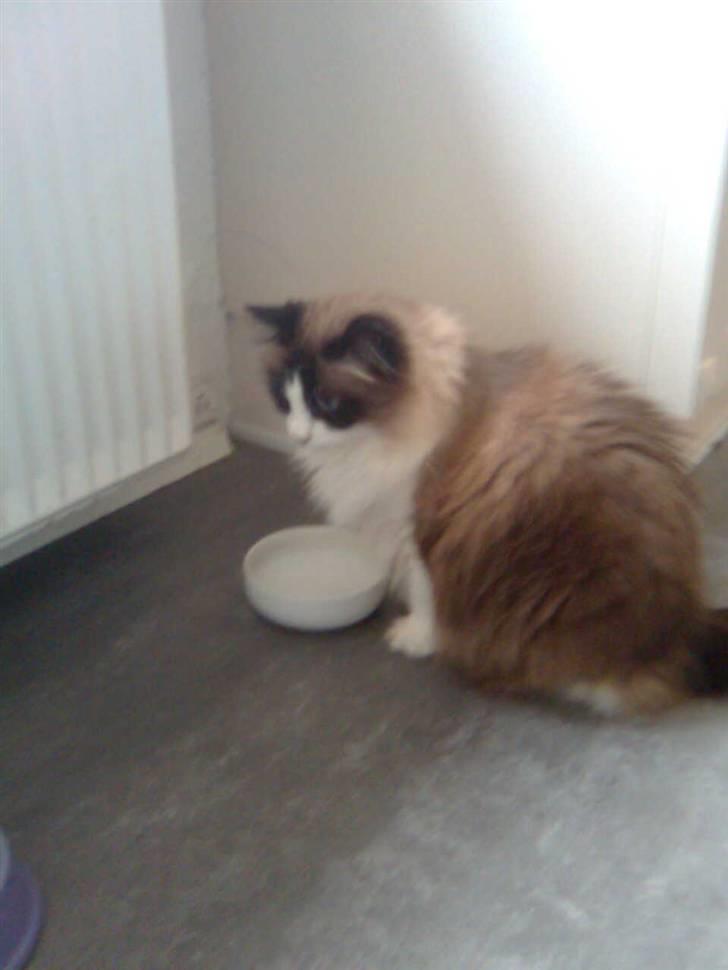 Blanding af racer Kira*VÆK* :'( billede 7