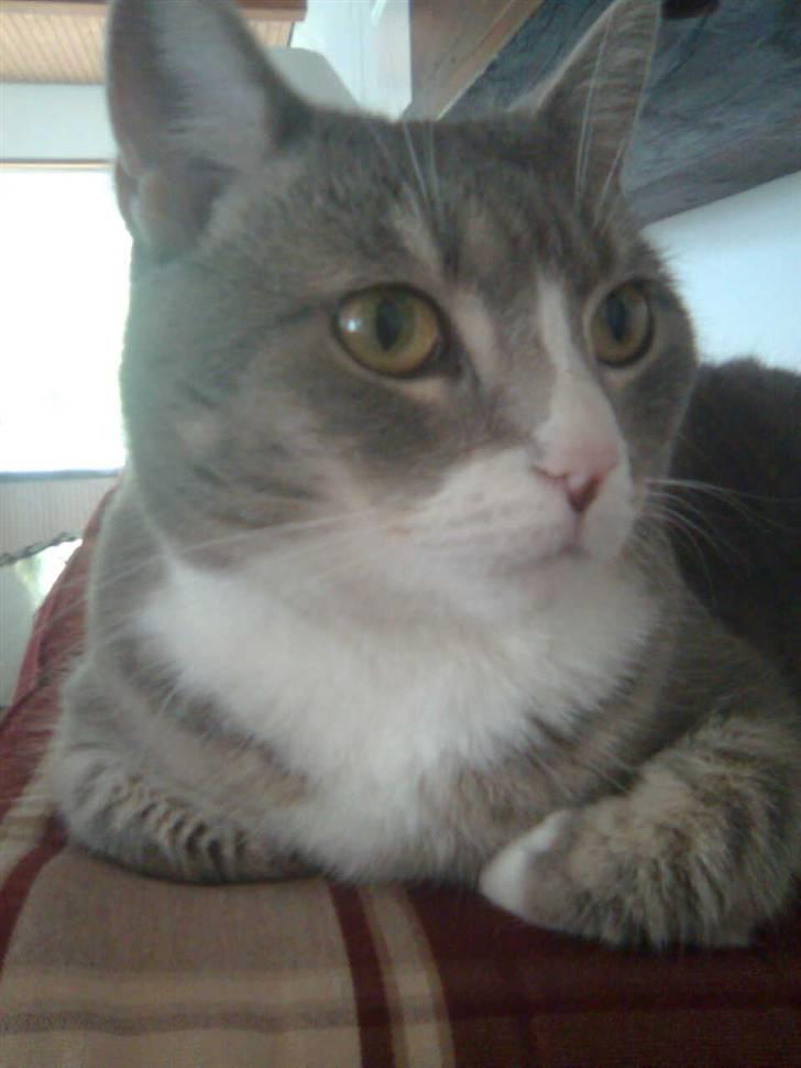 Blanding af racer Müsli billede 1