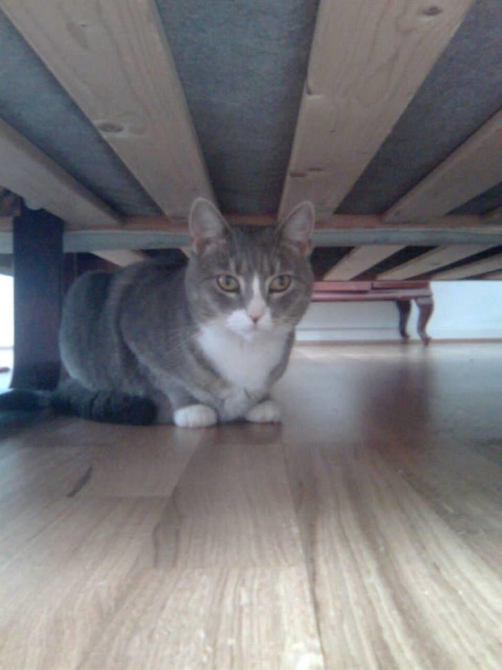 Blanding af racer Müsli billede 2