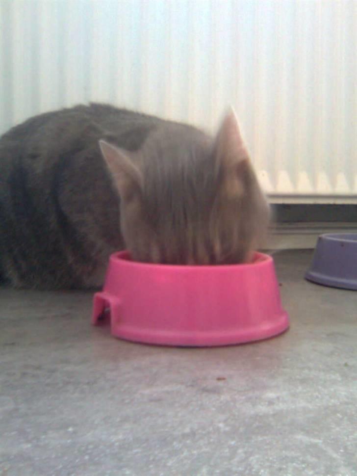 Blanding af racer Müsli billede 3