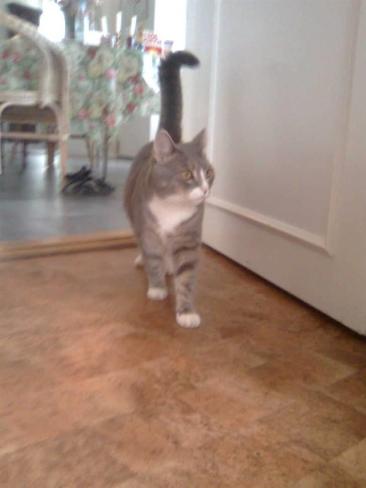 Blanding af racer Müsli billede 4