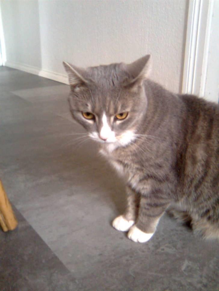 Blanding af racer Müsli billede 5