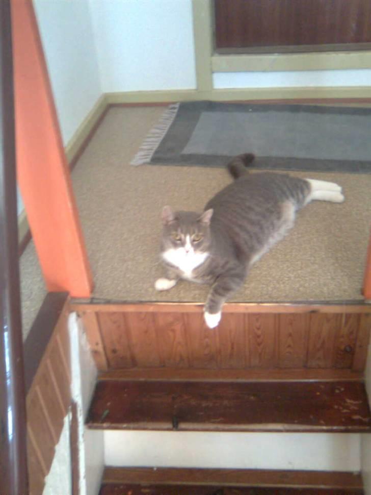 Blanding af racer Müsli billede 6