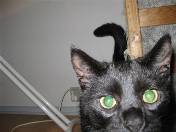 Blanding af racer Mickey - Det skal da lige undersøges hvad det er der tager billeder (: billede 7