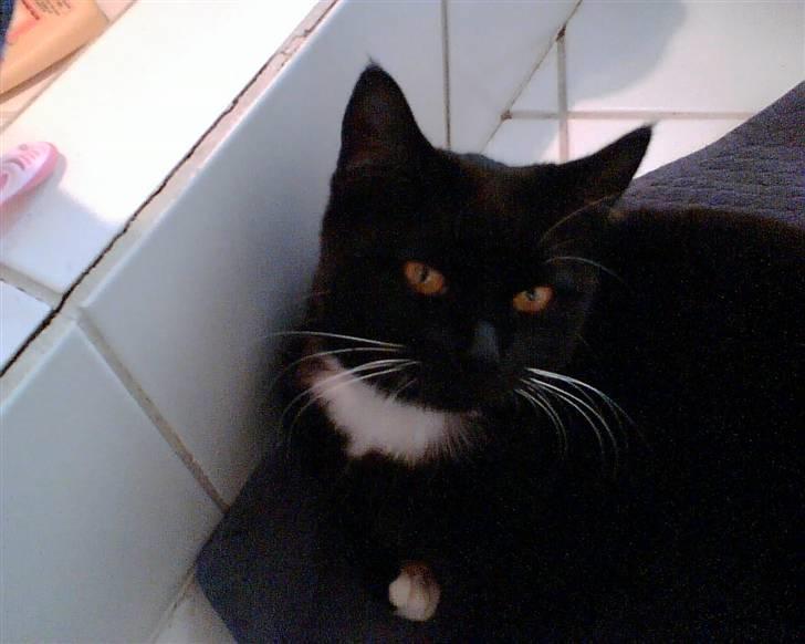 Blanding af racer Minnie - Minnie ude på badeværelset. Om sommeren er det dejlig køligt for hende (: billede 1