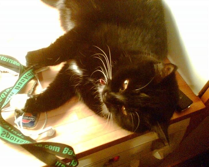 Blanding af racer Minnie - Minnie slapper af, og leger lidt med en nøglesnor (: billede 2