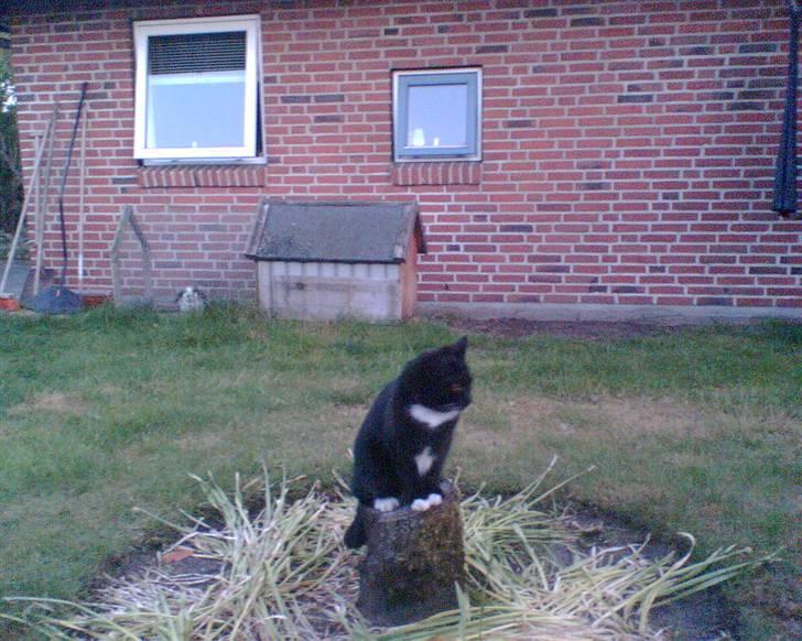 Blanding af racer Minnie - Minnie sidder og vogter over haven. billede 3