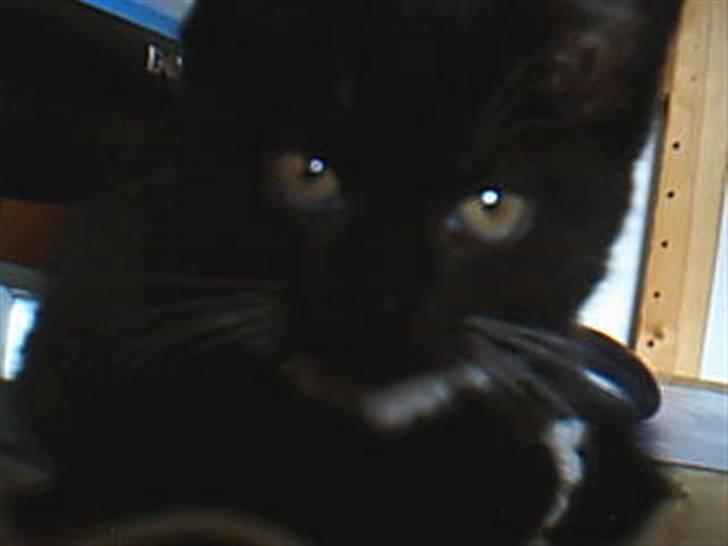 Blanding af racer Minnie - Minnie som killing. Dengang havde hun indtaget det, men nu er hun desværre for stor. billede 4