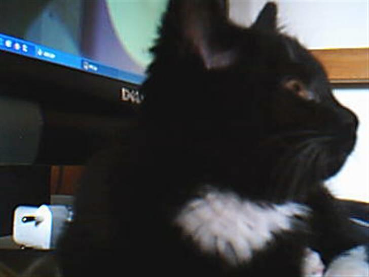 Blanding af racer Minnie - Minnie igen som killing. billede 5