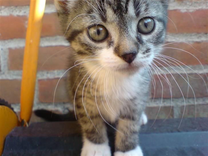 Huskat Simon - Den lille ny (: billede 1