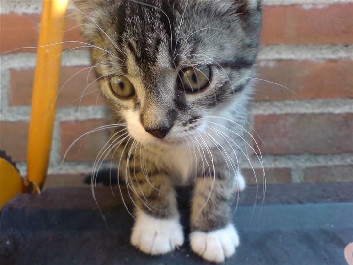 Huskat Simon billede 2