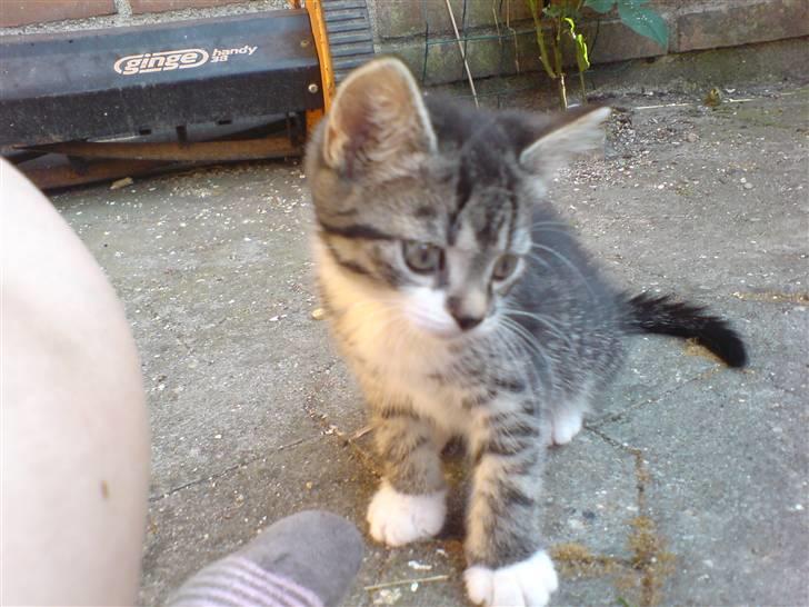 Huskat Simon billede 3