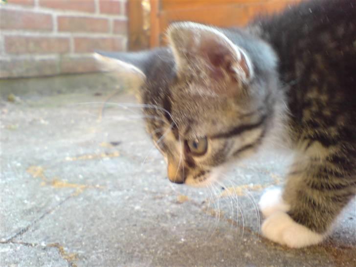 Huskat Simon billede 4