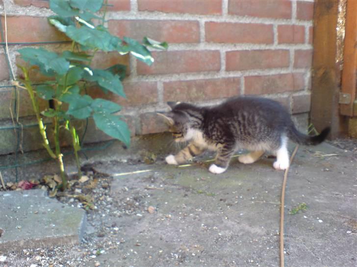 Huskat Simon billede 5