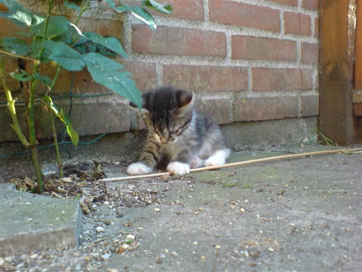 Huskat Simon billede 6