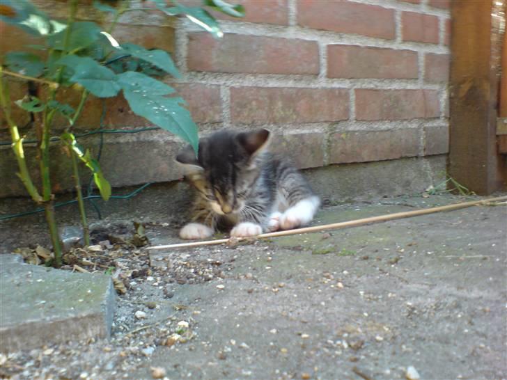 Huskat Simon billede 7