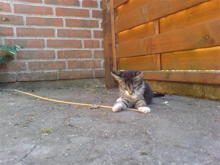 Huskat Simon billede 8